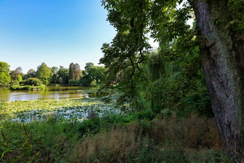 Blick auf den See im Schlosspark Bad Homburg